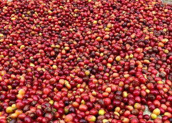 Carbon, Coffee & Cooperatives: How Rwenzori Farmers Mastered Value Addition to Build a Grassroots Economy