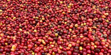 Carbon, Coffee & Cooperatives: How Rwenzori Farmers Mastered Value Addition to Build a Grassroots Economy