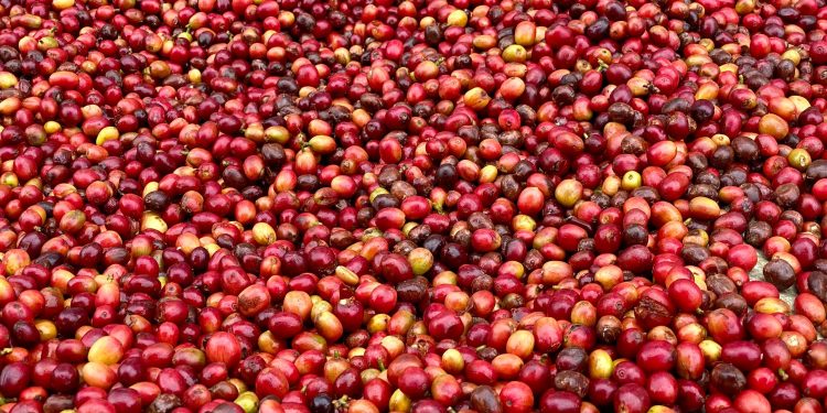 Carbon, Coffee & Cooperatives: How Rwenzori Farmers Mastered Value Addition to Build a Grassroots Economy