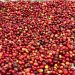 Carbon, Coffee & Cooperatives: How Rwenzori Farmers Mastered Value Addition to Build a Grassroots Economy