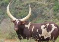 Ankole Heifer ‘Queen Arusha’ Sets South African Record at R6.4 Million