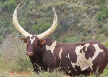 Ankole Heifer ‘Queen Arusha’ Sets South African Record at R6.4 Million