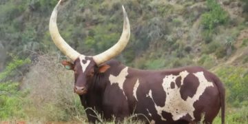 Ankole Heifer ‘Queen Arusha’ Sets South African Record at R6.4 Million