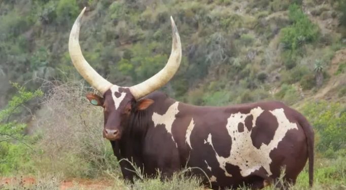 Ankole Heifer ‘Queen Arusha’ Sets South African Record at R6.4 Million