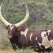 Ankole Heifer ‘Queen Arusha’ Sets South African Record at R6.4 Million